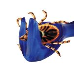 Degojor Plastic 6.5 cm 2297