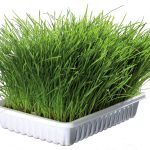 Iarba moale a pisicii 100g/castron