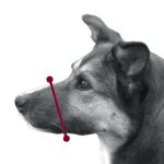 Botniță câini din plasă XS-S 15-20cm