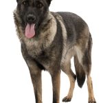 Pantof Impermeabil Robust XS-S 2 bucati Negru 19461