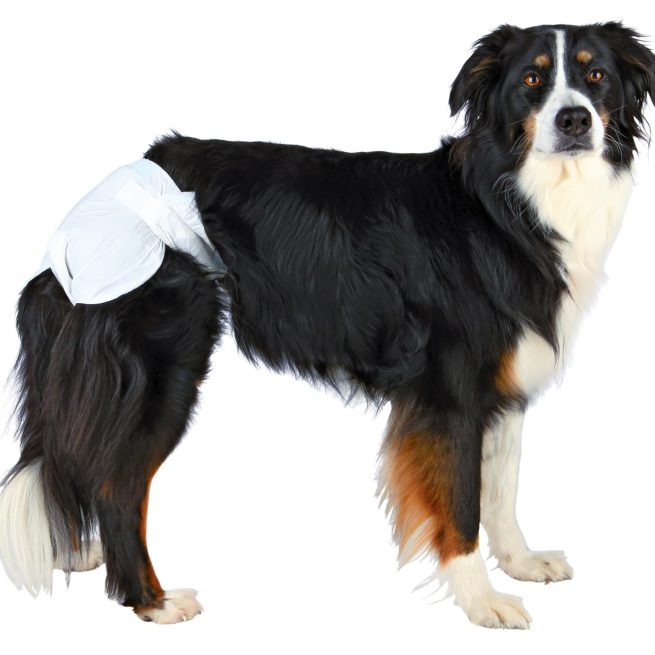 Scutece pentru câini femele L(38-56cm) 12buc