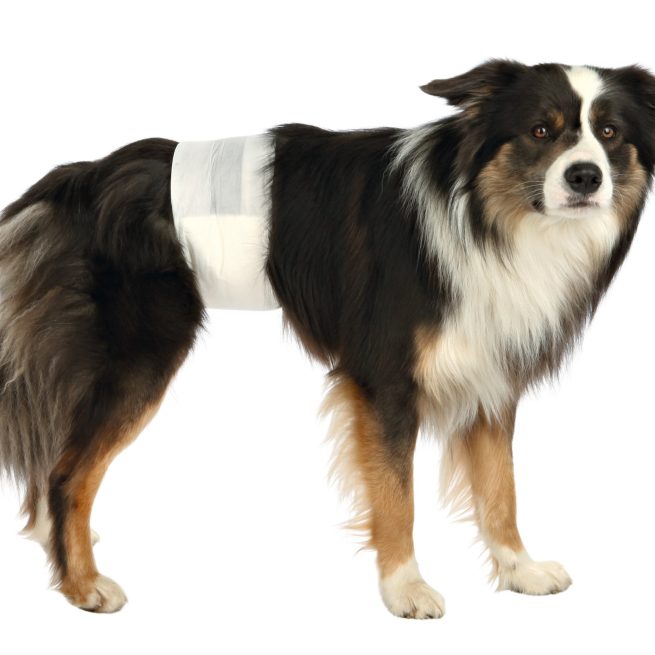 Scutece pentru câini masculi L-XL(60-80cm) 12buc