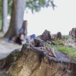 Sticksuri mono-proteice-insecte pentru căini alergici 80g