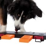 Jucarie Dog Activity, Move2Win, 34 x 13 cm, 32025