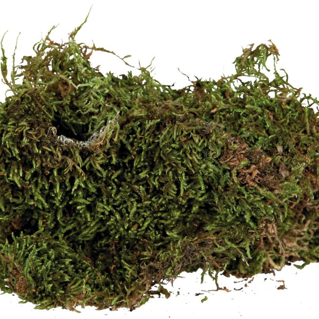 Substrat de mușchi pentru terariu 200g
