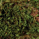 Substrat de mușchi pentru terariu 200g