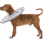 Guler protector poliester/burete XS 23-27 cm/13 cm