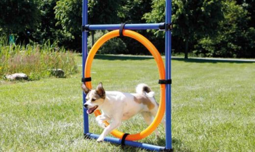 Dresaj sport și distracție câini.