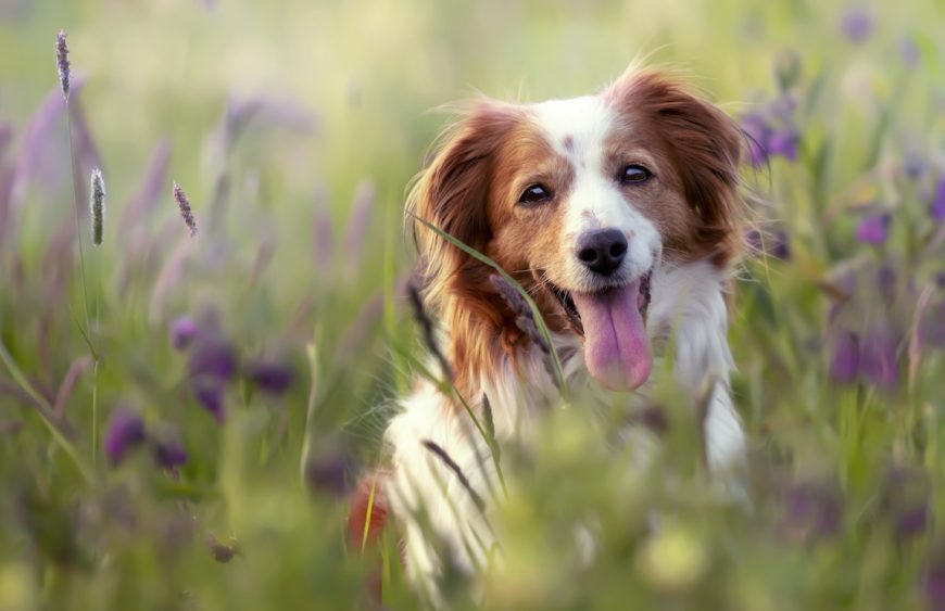 HobbyZoo - Articole pentru catelul tău!