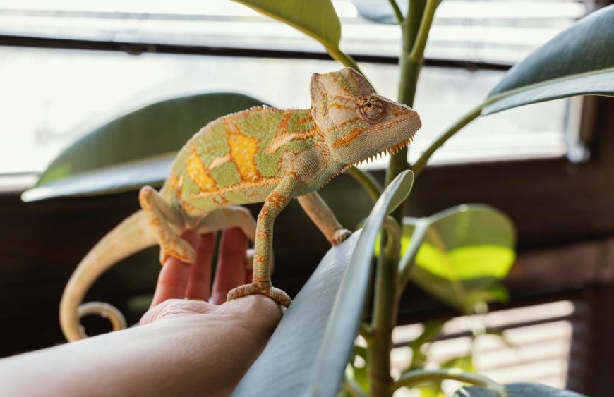 Reptile_hobby-zoo