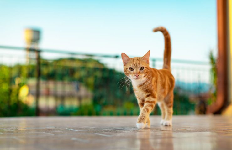 hobbyzoo - pisici-2