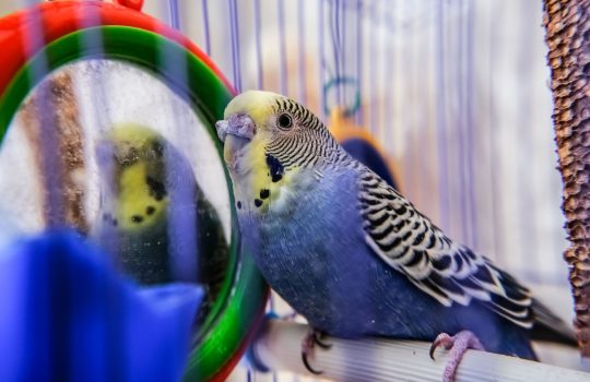 A small blue budgerigar sits alone in a cage. Close-up photo.