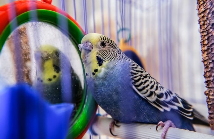 A small blue budgerigar sits alone in a cage. Close-up photo.