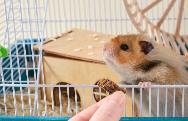 hamster is interested in dried grasshopper, hamster is insectivorous rodent, dried insects for feeding pets