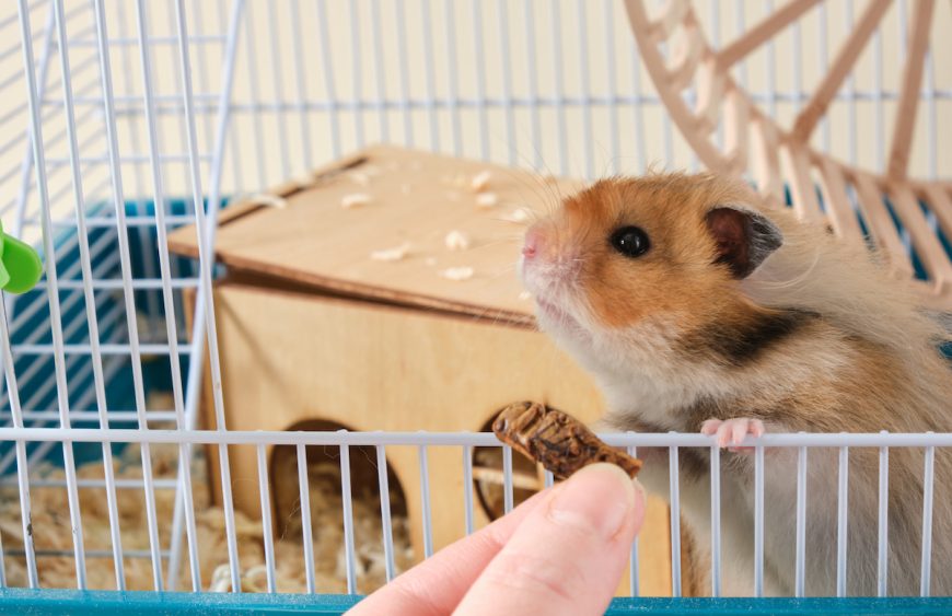 hamster is interested in dried grasshopper, hamster is insectivorous rodent, dried insects for feeding pets