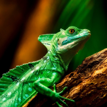 Reptile