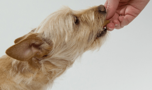 delicii&recompense câini-min