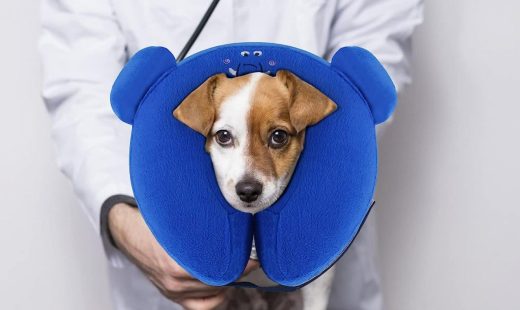 guler-de-recuperare-pentru-caini-si-pisici-petotw-gonflabil-pvc-plus~327124-min