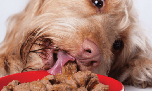 hrană umedă caini-min