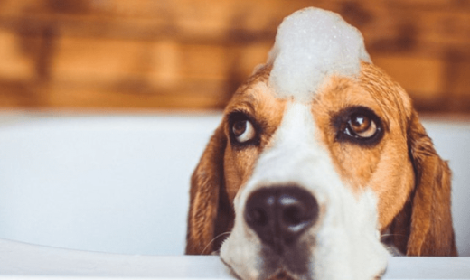 îngrijire blană câini-min