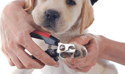 îngrijire corp&picioare câini-min