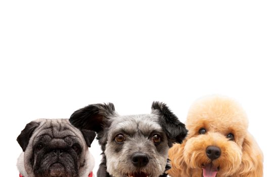 cute-pet-collage-isolated