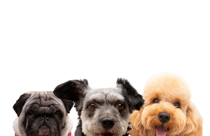 cute-pet-collage-isolated