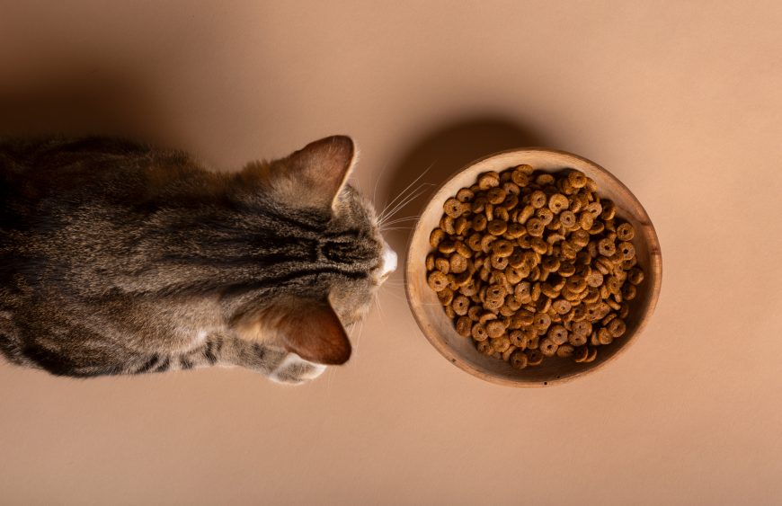 view-cat-eating-food-from-bowl