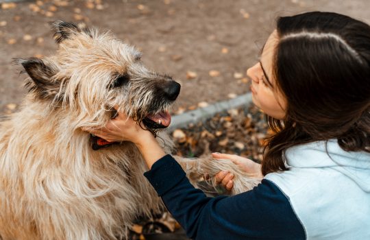 Animal training. A volunteer girl walks with a dog from an animal shelter. Girl with a dog in the autumn park. Walk with the dog. Caring for the animals.