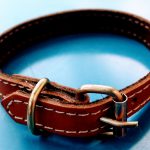 Zgardă din piele naturală maro 35x1.5cm