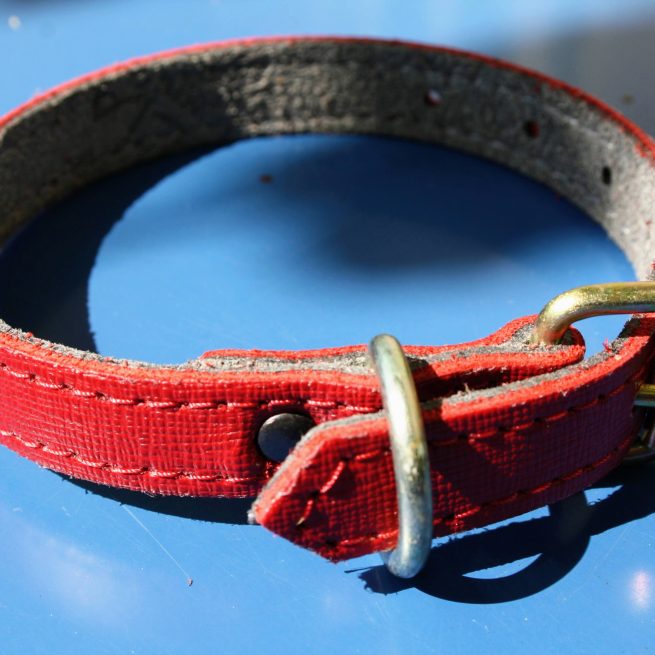 Zgardă din piele naturală roșie 35x1.5cm